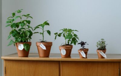 Plant Those Seeds. There’s Always Room To Grow